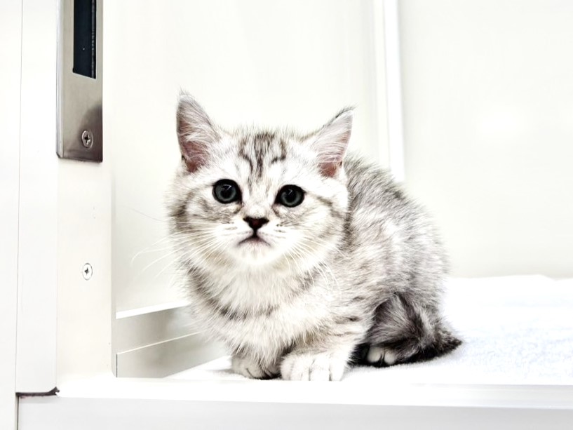 東京都のマンチカン (かねだい本町田店/2025年11月8日生まれ/女の子/ブルーパッチドタビー)の子猫の4枚目の画像