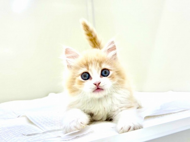 東京都のラガマフィン (かねだい本町田店/2025年11月8日生まれ/男の子/クリームホワイト)の子猫の1枚目の画像