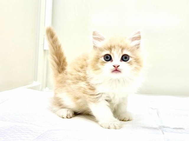 東京都のラガマフィン (かねだい本町田店/2025年11月8日生まれ/男の子/クリームホワイト)の子猫の2枚目の画像