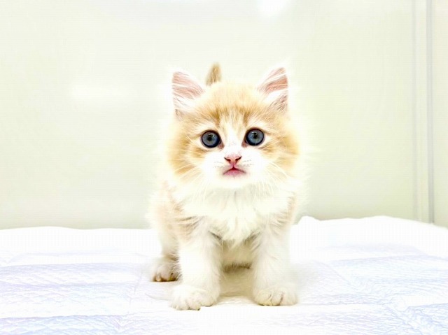 東京都のラガマフィン (かねだい本町田店/2025年11月8日生まれ/男の子/クリームホワイト)の子猫の3枚目の画像