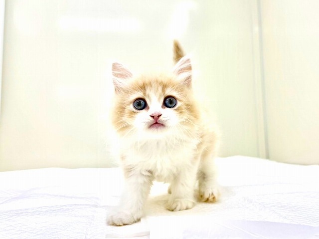 東京都のラガマフィン (かねだい本町田店/2025年11月8日生まれ/男の子/クリームホワイト)の子猫の4枚目の画像