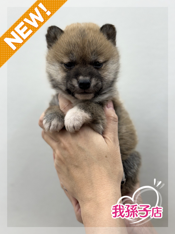 千葉県の柴犬(標準サイズ) (かねだい我孫子店/2025年11月8日生まれ/女の子/赤)の子犬の1枚目の画像