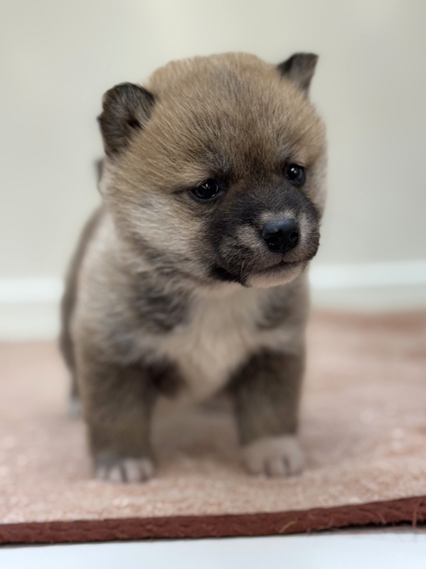 千葉県の柴犬(標準サイズ) (かねだい我孫子店/2025年11月8日生まれ/女の子/赤)の子犬の2枚目の画像