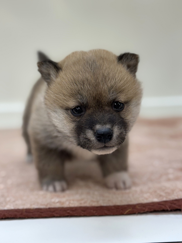 千葉県の柴犬(標準サイズ) (かねだい我孫子店/2025年11月8日生まれ/女の子/赤)の子犬の3枚目の画像