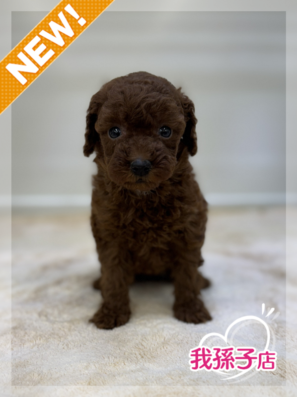 千葉県のトイプードル(トイ) (かねだい我孫子店/2025年11月8日生まれ/女の子/レッド)の子犬の1枚目の画像