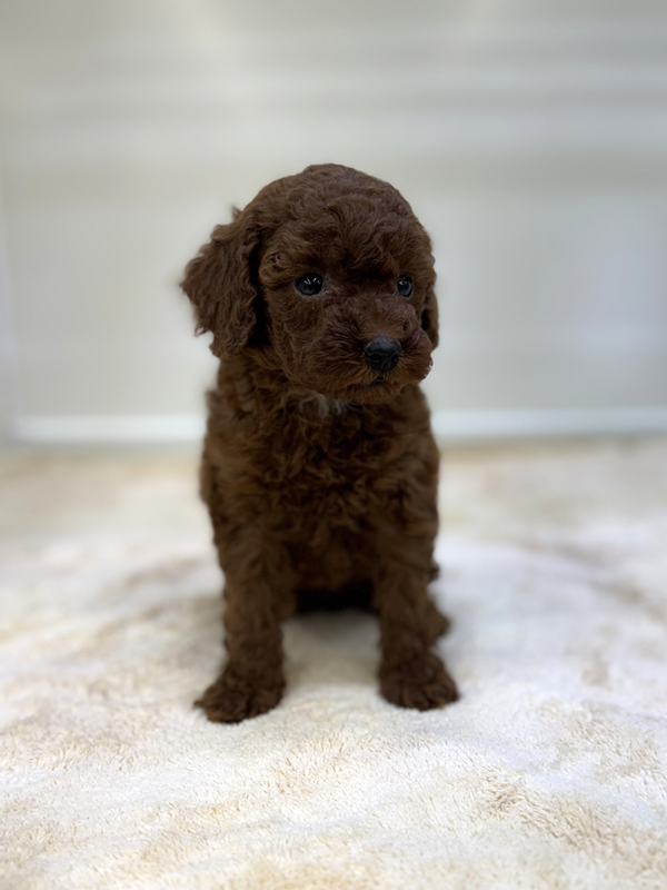 千葉県のトイプードル(トイ) (かねだい我孫子店/2025年11月8日生まれ/女の子/レッド)の子犬の2枚目の画像