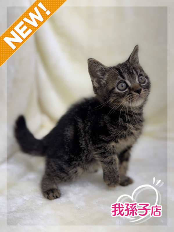 千葉県のアメリカンショートヘアー (かねだい我孫子店/2025年10月30日生まれ/男の子/ブラウンタビー)の子猫の1枚目の画像