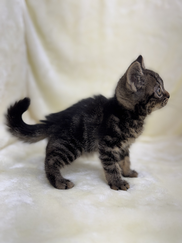 千葉県のアメリカンショートヘアー (かねだい我孫子店/2025年10月30日生まれ/男の子/ブラウンタビー)の子猫の3枚目の画像