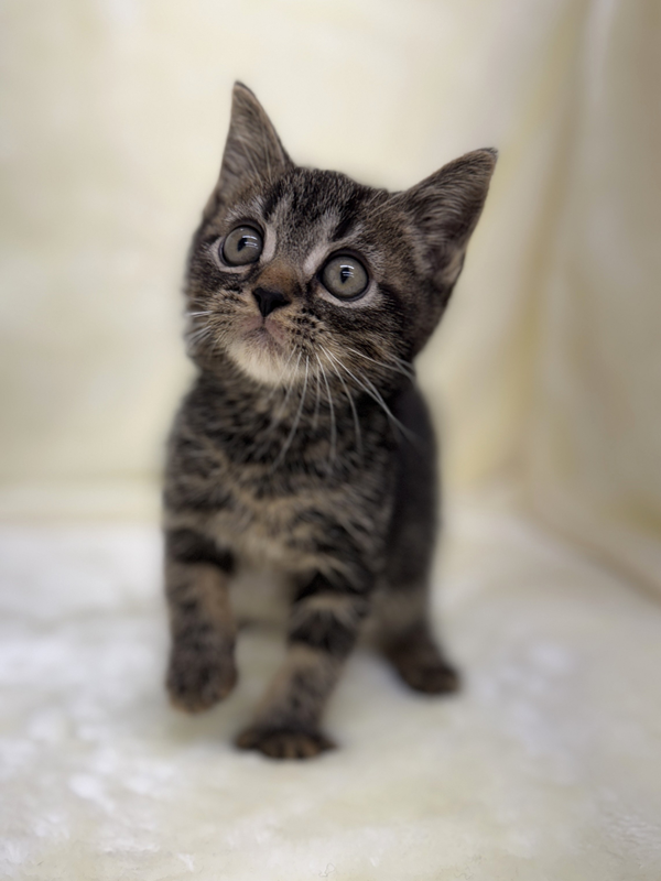 千葉県のアメリカンショートヘアー (かねだい我孫子店/2025年10月30日生まれ/男の子/ブラウンタビー)の子猫の2枚目の画像