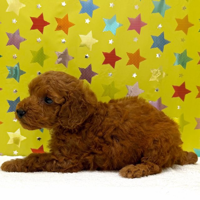 東京都のトイプードル(トイ) (かねだい足立店/2025年11月9日生まれ/男の子/レッド)の子犬の3枚目の画像