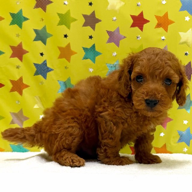 東京都のトイプードル(トイ) (かねだい足立店/2025年11月9日生まれ/男の子/レッド)の子犬の4枚目の画像