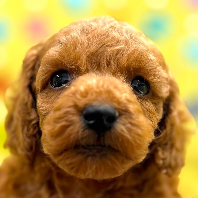 東京都のトイプードル(トイ) (かねだい足立店/2025年11月9日生まれ/男の子/レッド)の子犬の1枚目の画像