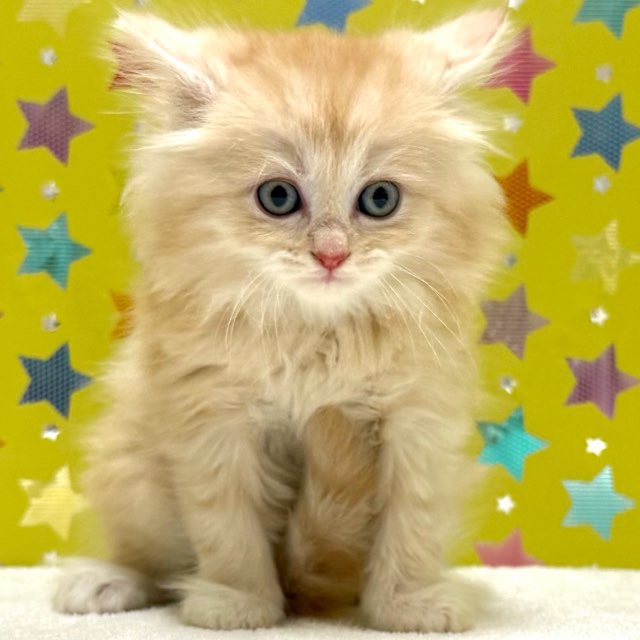 東京都のミヌエット (かねだい足立店/2025年11月8日生まれ/男の子/レッドタビー)の子猫の2枚目の画像