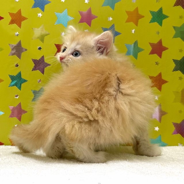 東京都のミヌエット (かねだい足立店/2025年11月8日生まれ/男の子/レッドタビー)の子猫の3枚目の画像