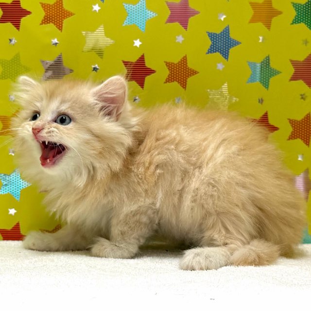 東京都のミヌエット (かねだい足立店/2025年11月8日生まれ/男の子/レッドタビー)の子猫の4枚目の画像