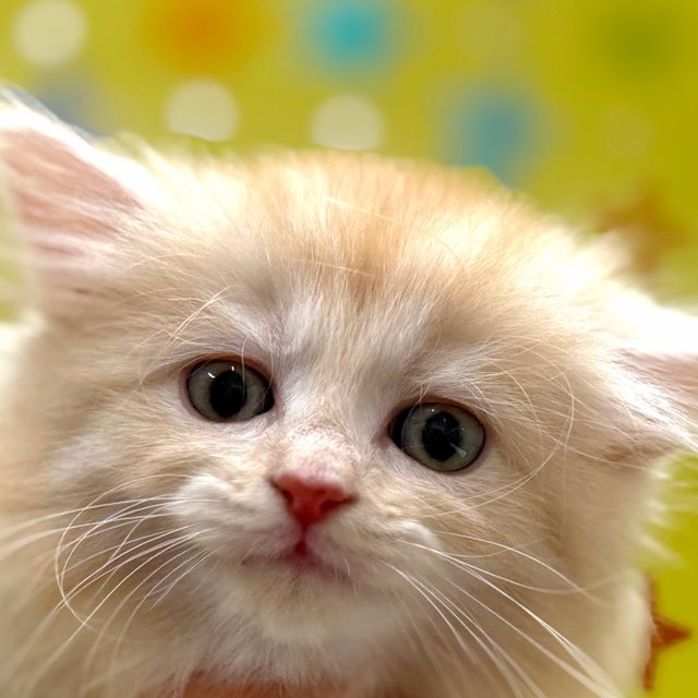 東京都のミヌエット (かねだい足立店/2025年11月8日生まれ/男の子/レッドタビー)の子猫の1枚目の画像