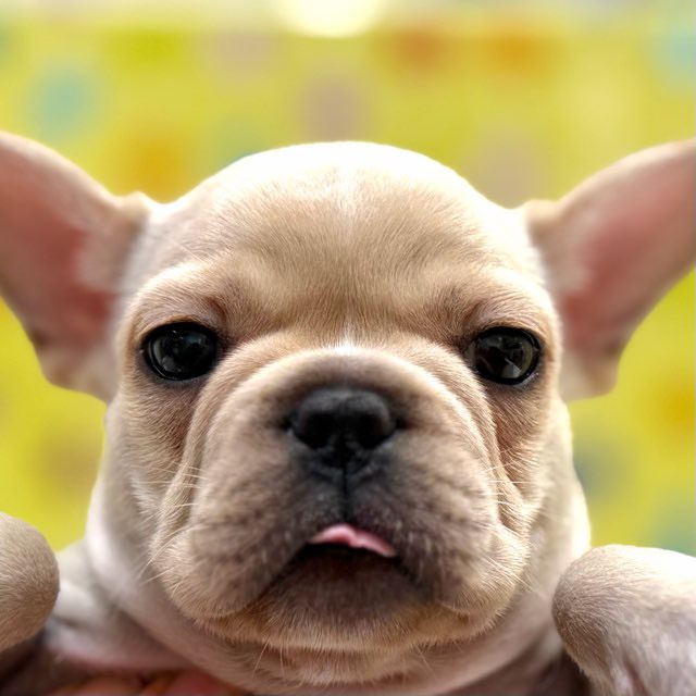 東京都のフレンチブルドッグ (かねだい足立店/2025年11月7日生まれ/女の子/クリーム)の子犬の1枚目の画像