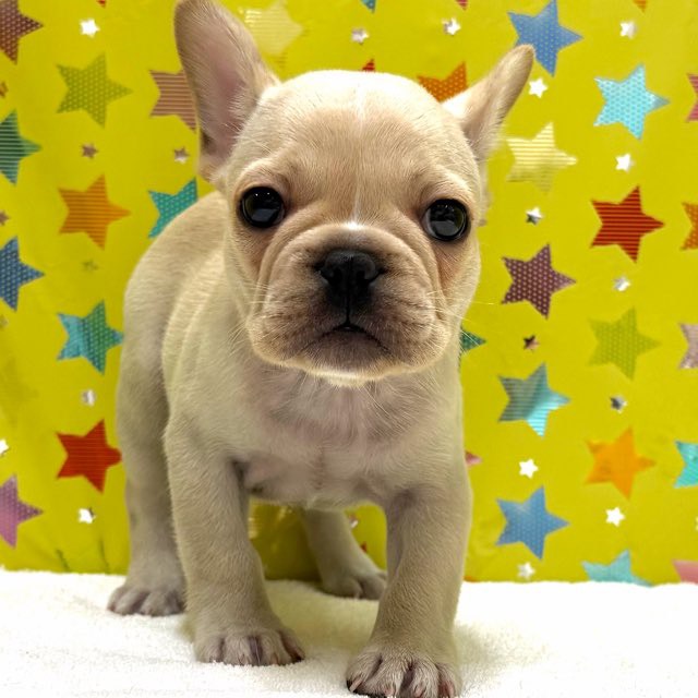東京都のフレンチブルドッグ (かねだい足立店/2025年11月7日生まれ/女の子/クリーム)の子犬の2枚目の画像