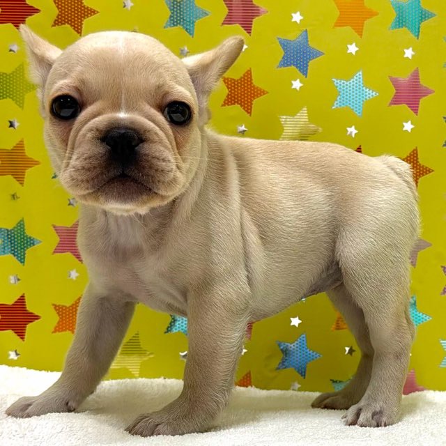 東京都のフレンチブルドッグ (かねだい足立店/2025年11月7日生まれ/女の子/クリーム)の子犬の4枚目の画像