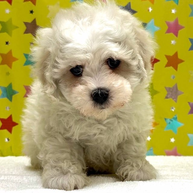 東京都のビションフリーゼ (かねだい足立店/2025年11月8日生まれ/男の子/ホワイト)の子犬の2枚目の画像