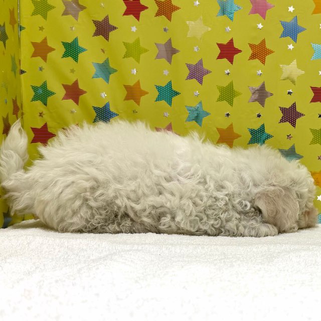 東京都のビションフリーゼ (かねだい足立店/2025年11月8日生まれ/男の子/ホワイト)の子犬の3枚目の画像