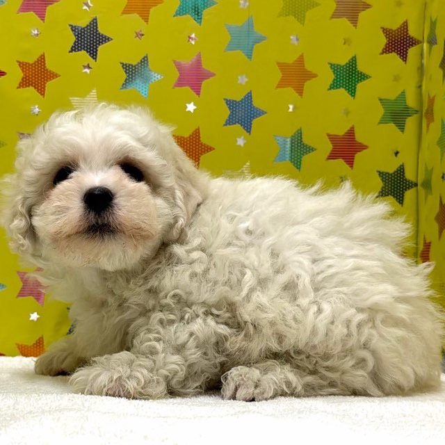 東京都のビションフリーゼ (かねだい足立店/2025年11月8日生まれ/男の子/ホワイト)の子犬の4枚目の画像