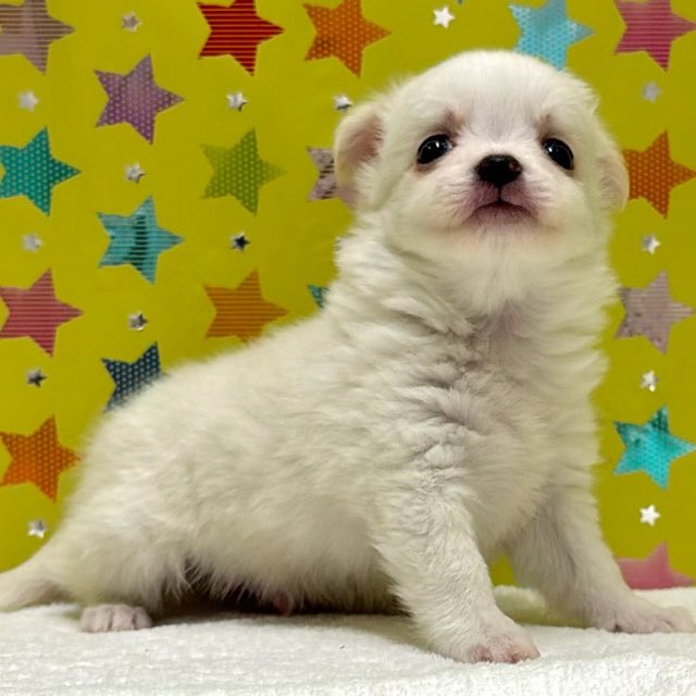 東京都のチワワ(ロング) (かねだい足立店/2025年11月8日生まれ/男の子/ホワイトクリーム)の子犬の2枚目の画像