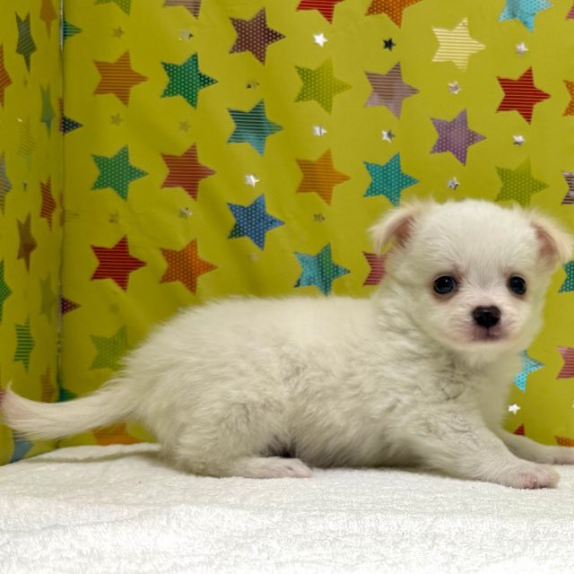 東京都のチワワ(ロング) (かねだい足立店/2025年11月8日生まれ/男の子/ホワイトクリーム)の子犬の3枚目の画像