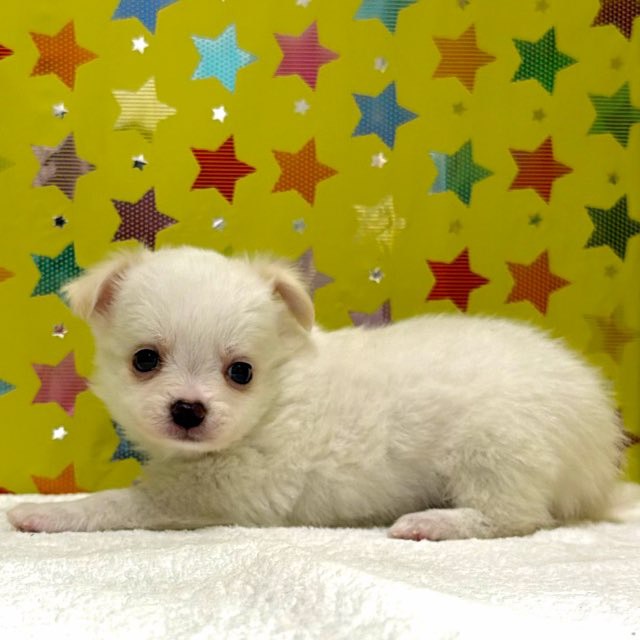 東京都のチワワ(ロング) (かねだい足立店/2025年11月8日生まれ/男の子/ホワイトクリーム)の子犬の4枚目の画像