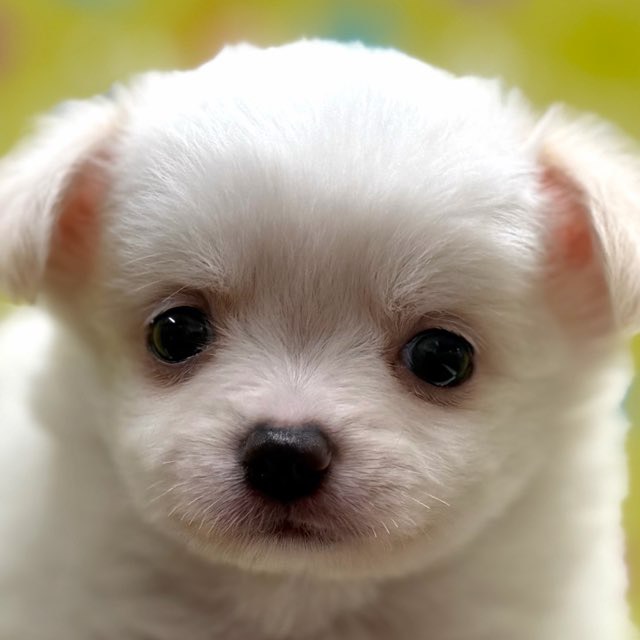 東京都のチワワ(ロング) (かねだい足立店/2025年11月8日生まれ/男の子/ホワイトクリーム)の子犬の1枚目の画像