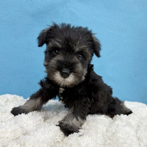 千葉県のミニチュアシュナウザー (かねだい四街道店/2025年11月9日生まれ/女の子/ソルトペッパー)の子犬の1枚目の画像