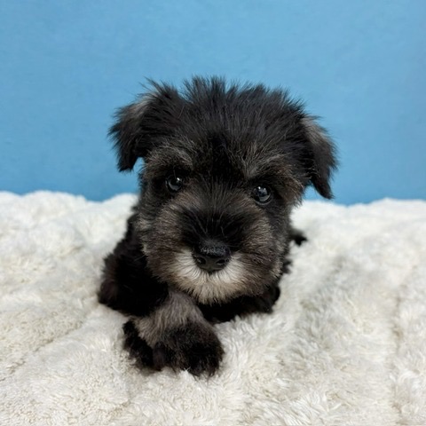 千葉県のミニチュアシュナウザー (かねだい四街道店/2025年11月9日生まれ/女の子/ソルトペッパー)の子犬の2枚目の画像