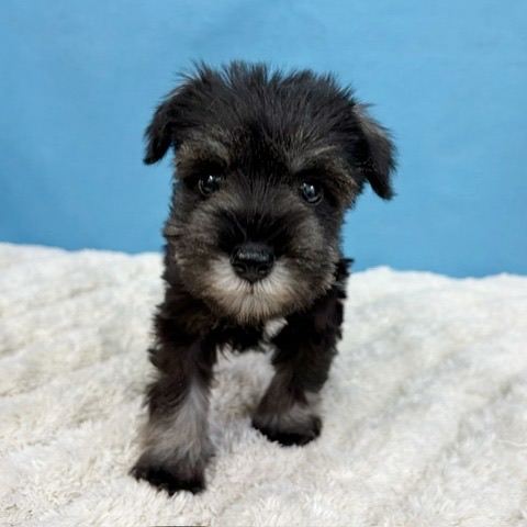 千葉県のミニチュアシュナウザー (かねだい四街道店/2025年11月9日生まれ/女の子/ソルトペッパー)の子犬の3枚目の画像