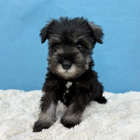 千葉県のミニチュアシュナウザー (かねだい四街道店/2025年11月9日生まれ/女の子/ソルトペッパー)の子犬の4枚目の画像