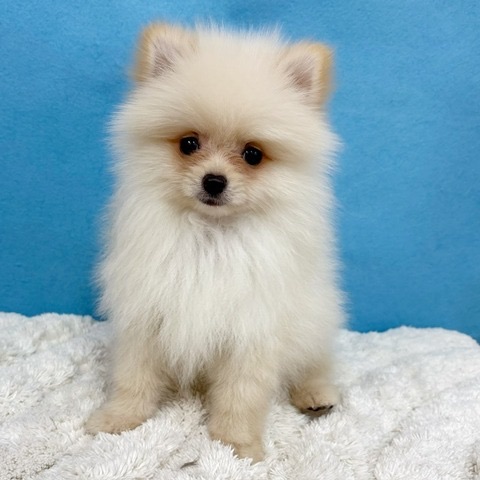 千葉県のポメラニアン (かねだい四街道店/2025年10月29日生まれ/男の子/クリーム)の子犬の1枚目の画像
