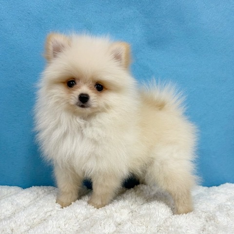 千葉県のポメラニアン (かねだい四街道店/2025年10月29日生まれ/男の子/クリーム)の子犬の2枚目の画像