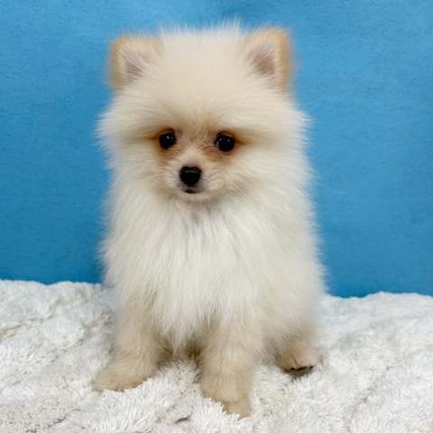 千葉県のポメラニアン (かねだい四街道店/2025年10月29日生まれ/男の子/クリーム)の子犬の3枚目の画像