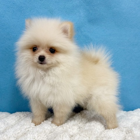 千葉県のポメラニアン (かねだい四街道店/2025年10月29日生まれ/男の子/クリーム)の子犬の4枚目の画像