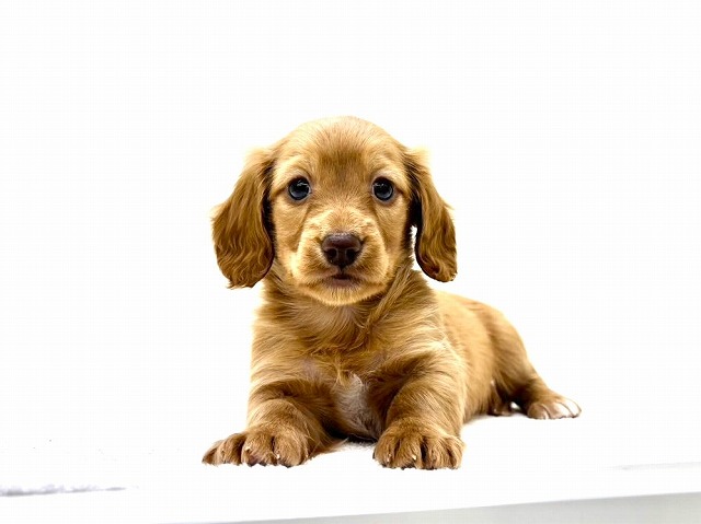 東京都のカニンヘンダックスフンド(ロング) (かねだい本町田店/2025年11月8日生まれ/男の子/ゴールド)の子犬の2枚目の画像