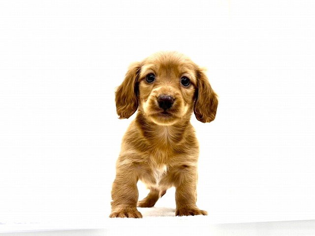 東京都のカニンヘンダックスフンド(ロング) (かねだい本町田店/2025年11月8日生まれ/男の子/ゴールド)の子犬の3枚目の画像