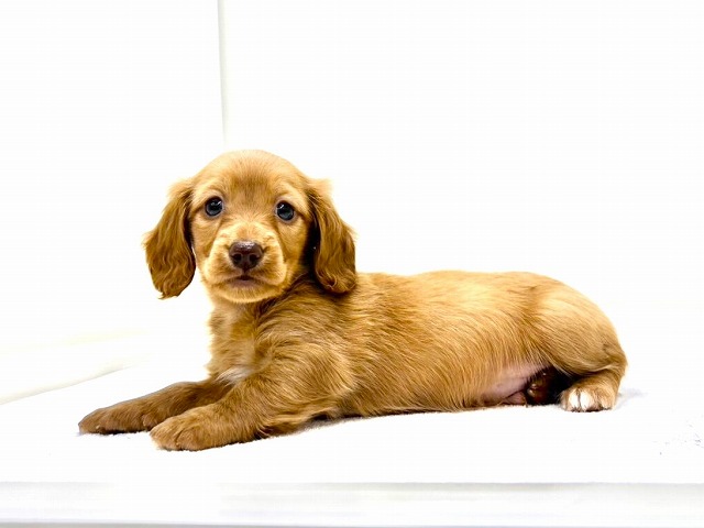 東京都のカニンヘンダックスフンド(ロング) (かねだい本町田店/2025年11月8日生まれ/男の子/ゴールド)の子犬の4枚目の画像