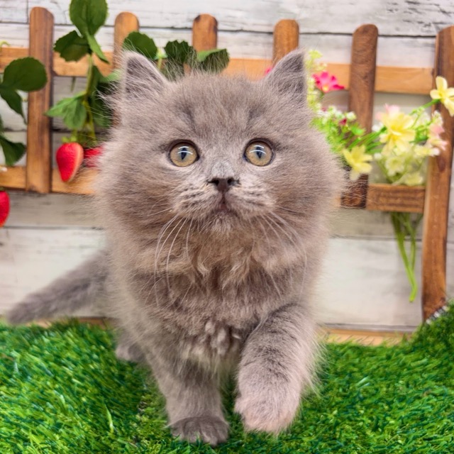 埼玉県のブリティッシュロングヘアー (かねだい所沢店/2025年10月19日生まれ/男の子/ブルー)の子猫の1枚目の画像