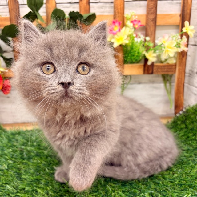 埼玉県のブリティッシュロングヘアー (かねだい所沢店/2025年10月19日生まれ/男の子/ブルー)の子猫の2枚目の画像