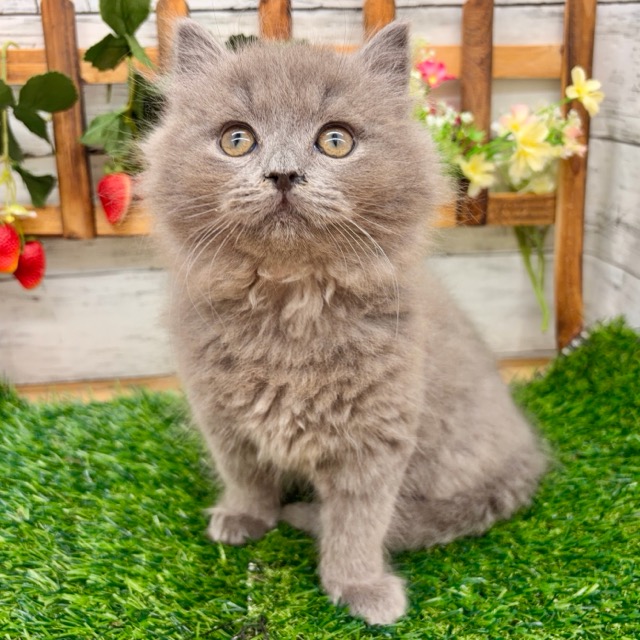 埼玉県のブリティッシュロングヘアー (かねだい所沢店/2025年10月19日生まれ/男の子/ブルー)の子猫の3枚目の画像