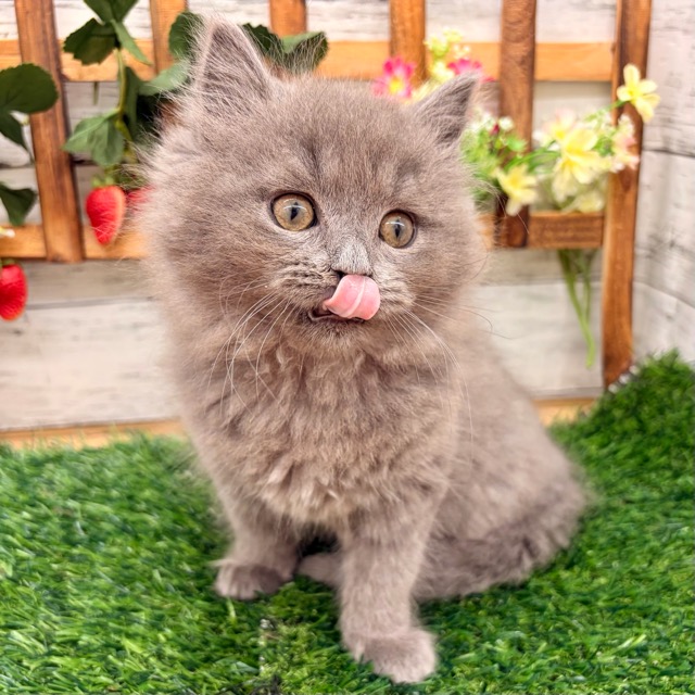 埼玉県のブリティッシュロングヘアー (かねだい所沢店/2025年10月19日生まれ/男の子/ブルー)の子猫の4枚目の画像