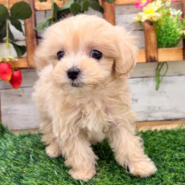 埼玉県のマルプー(マルチーズ×プードル) (かねだい所沢店/2025年11月7日生まれ/女の子/その他色)の子犬の1枚目の画像