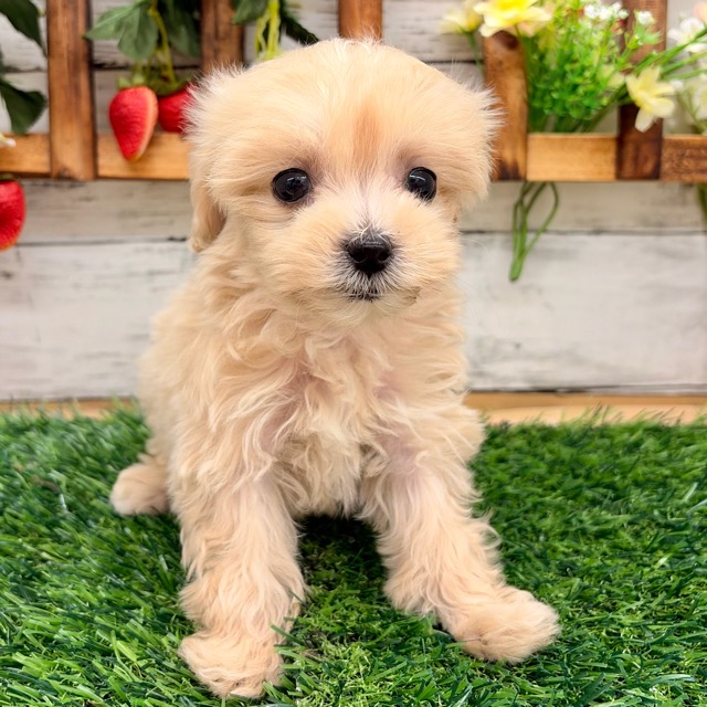 埼玉県のマルプー(マルチーズ×プードル) (かねだい所沢店/2025年11月7日生まれ/女の子/その他色)の子犬の2枚目の画像