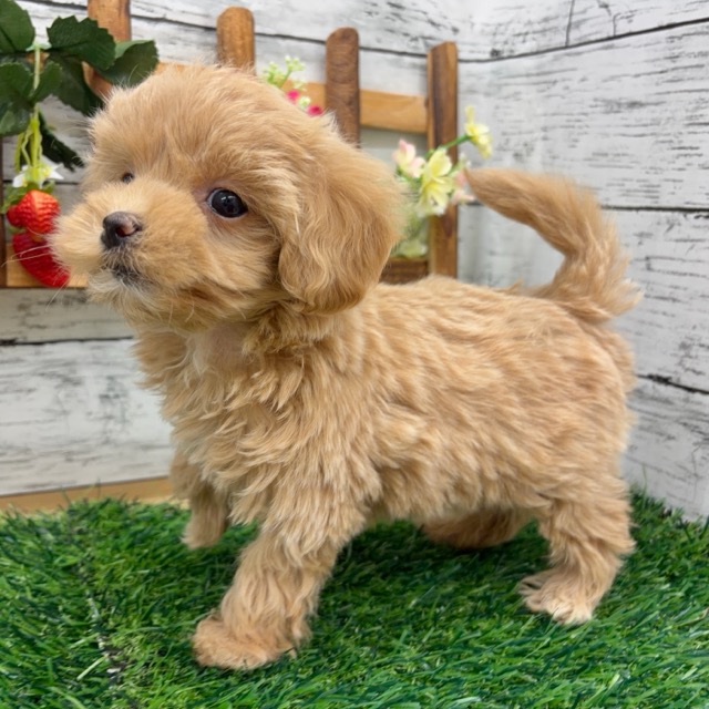 埼玉県のマルプー(マルチーズ×プードル) (かねだい所沢店/2025年11月6日生まれ/女の子/その他色)の子犬の1枚目の画像