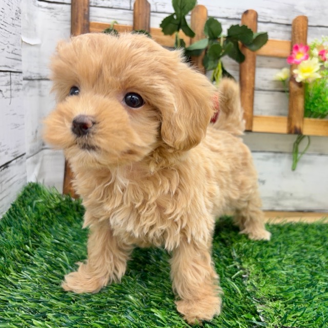 埼玉県のマルプー(マルチーズ×プードル) (かねだい所沢店/2025年11月6日生まれ/女の子/その他色)の子犬の2枚目の画像