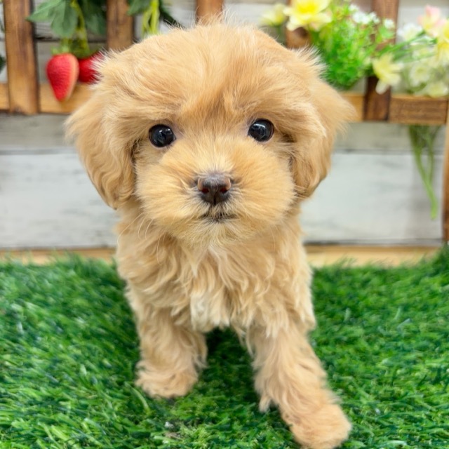 埼玉県のマルプー(マルチーズ×プードル) (かねだい所沢店/2025年11月6日生まれ/女の子/その他色)の子犬の3枚目の画像